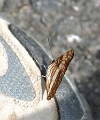 NYMPHALIDAE, Adelpha sichaeus